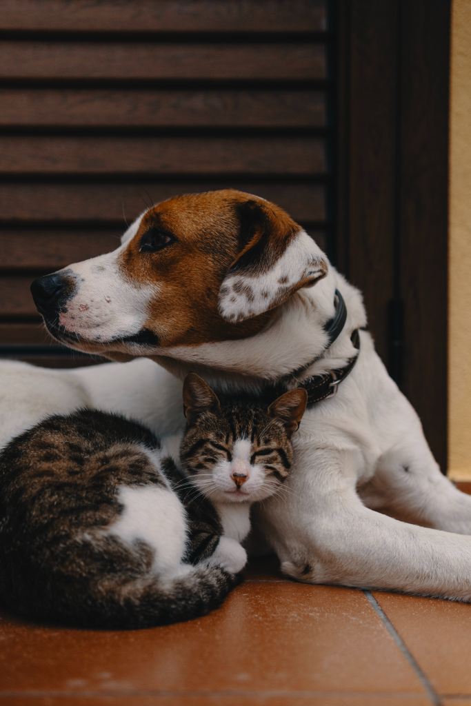 Dog protectively lying with cat. Image by Alec Favale on Unsplash.