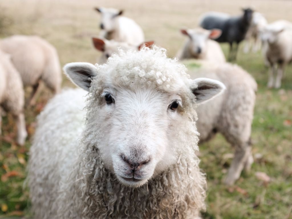 Closeup of a flock of sheep. Photo by Sam Carter on Unsplash. 